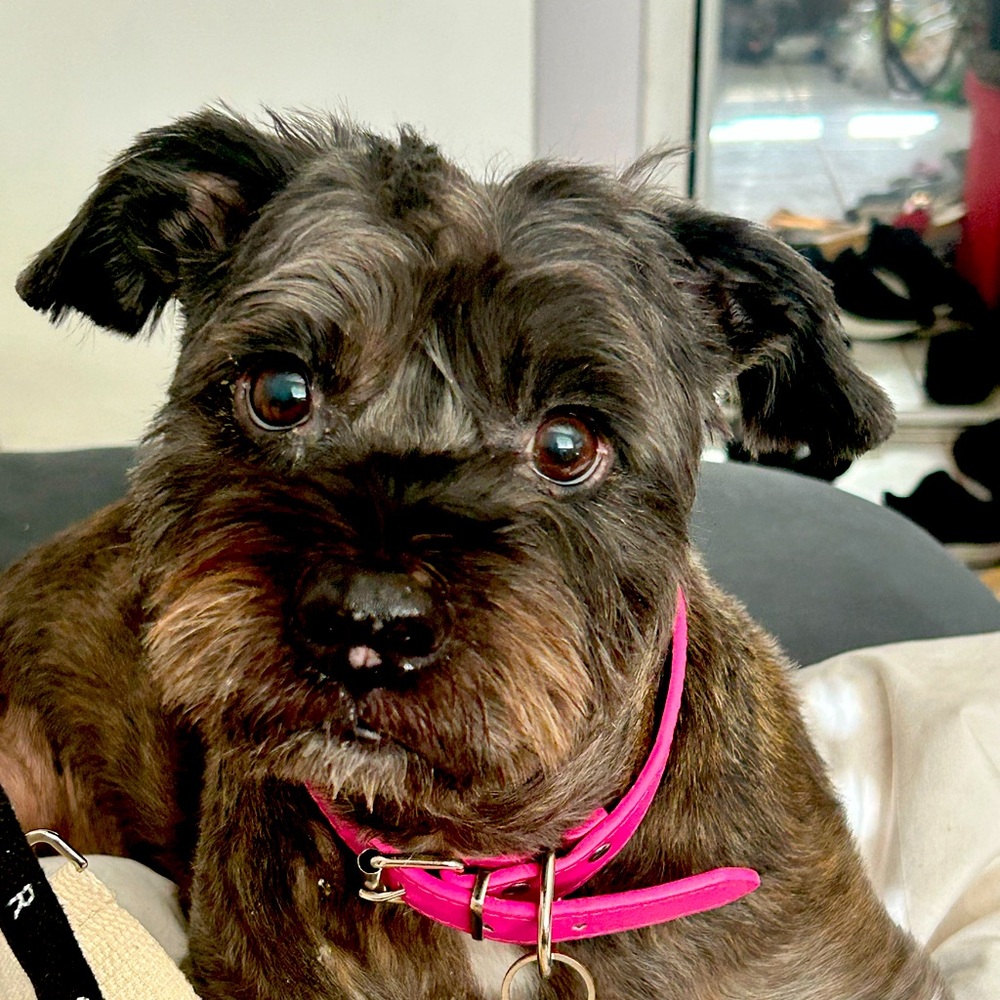 Meet your Posher, Posh
